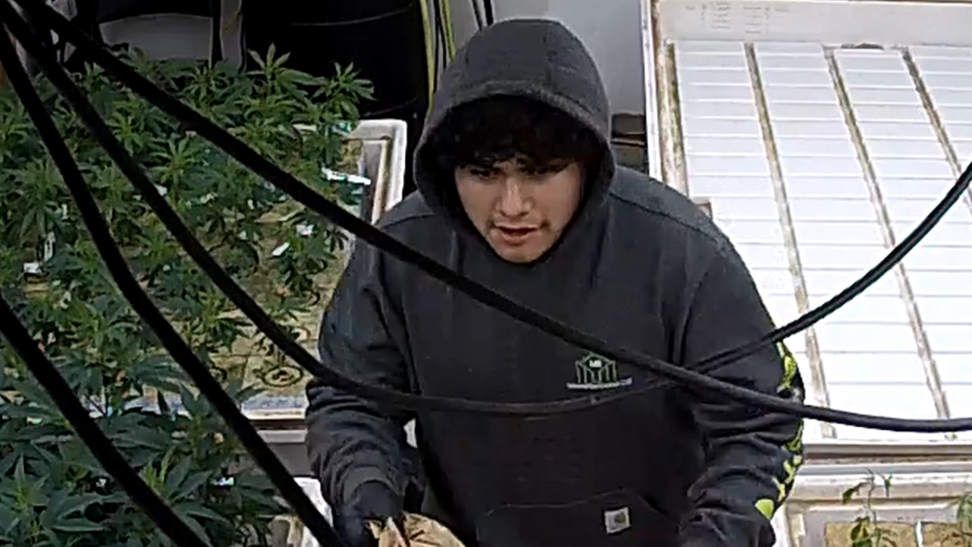 Tumwater police are searching for four suspects who kidnapped a guard and robbed a marijuana warehouse on April 5th