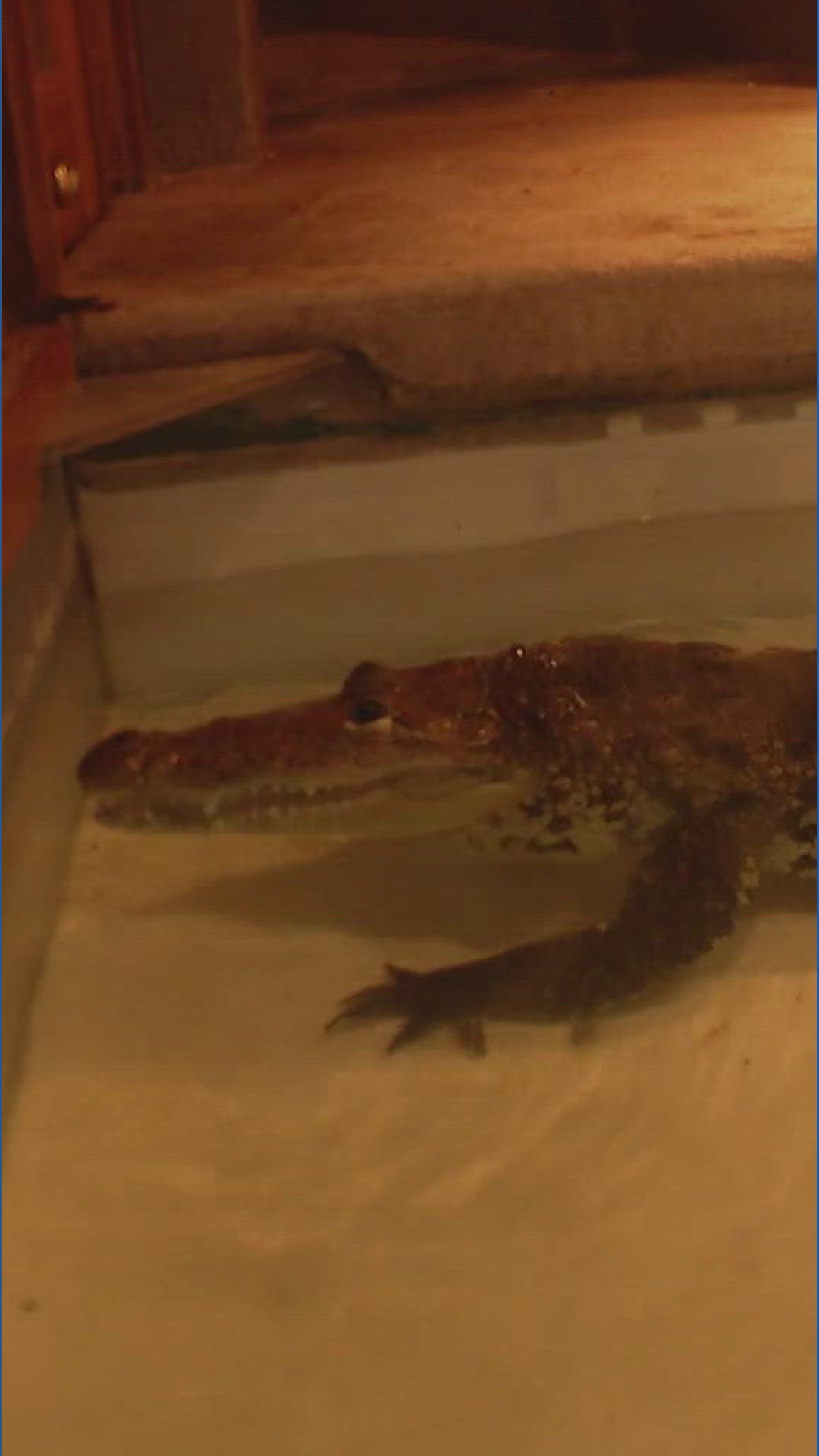 Animal Rizz Face Beloved Monroe Reptile Zoo closes after 30 years, but animals find new ...