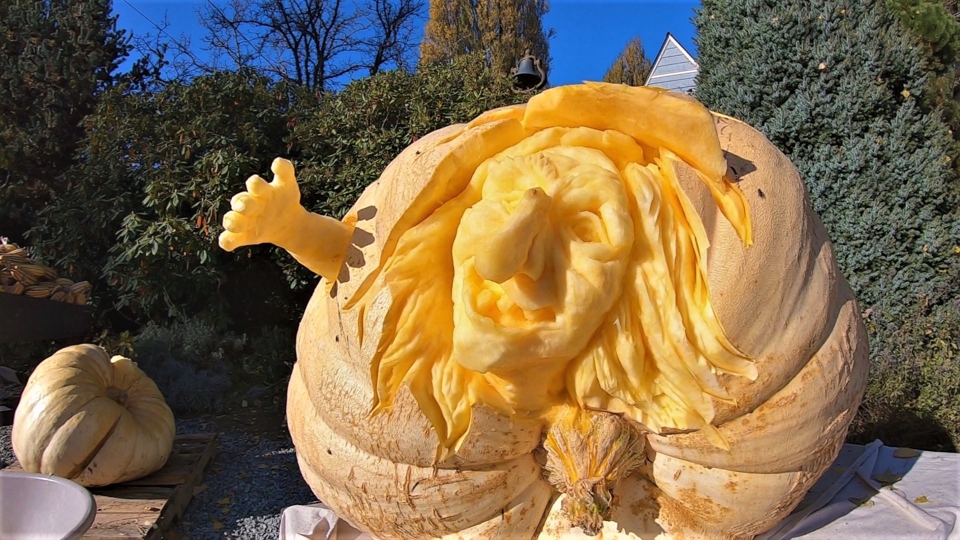 Celebrity pumpkin carver Pam Leno visited Gordon Skagit Farms to carve a 424 lb pumpkin