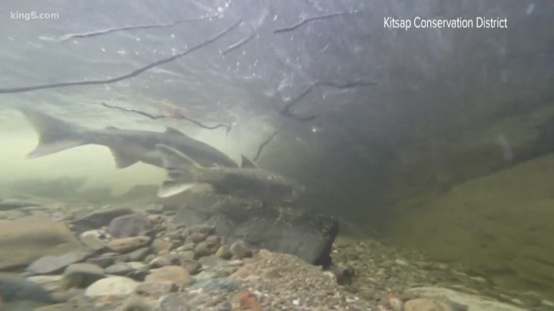 A new grant will help clear out barriers that prevent salmon from reaching spawning areas.