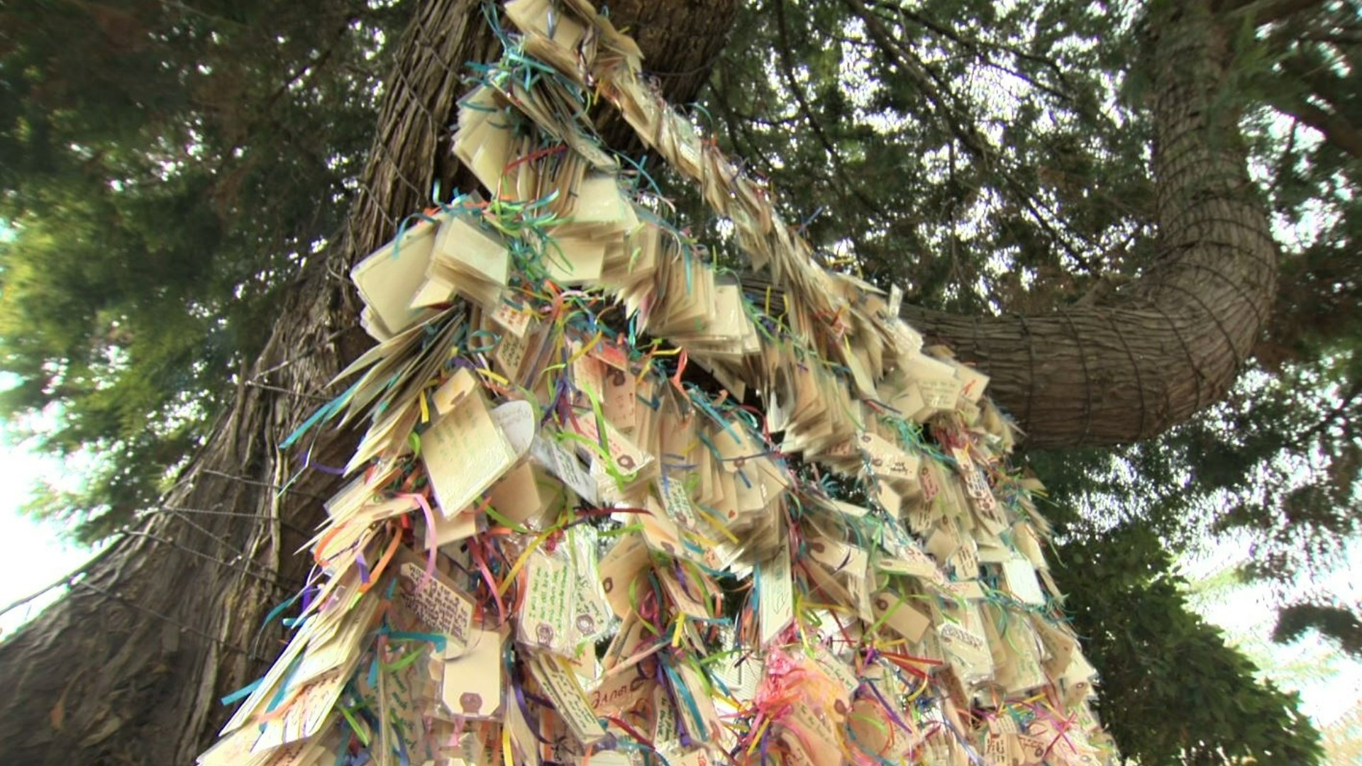 Thousands of people have written and hung wishes from the branches of a tree in the Capitol Hill neighborhood. #k5evening