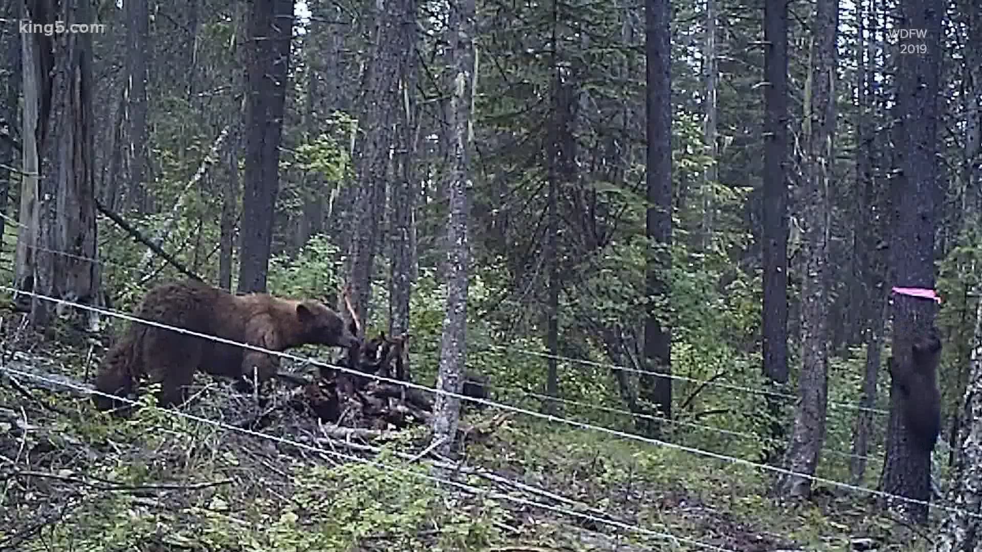 The Washington State Department of Fish and Wildlife is using a meticulous new technique to count and track black bears, one hair at a time.