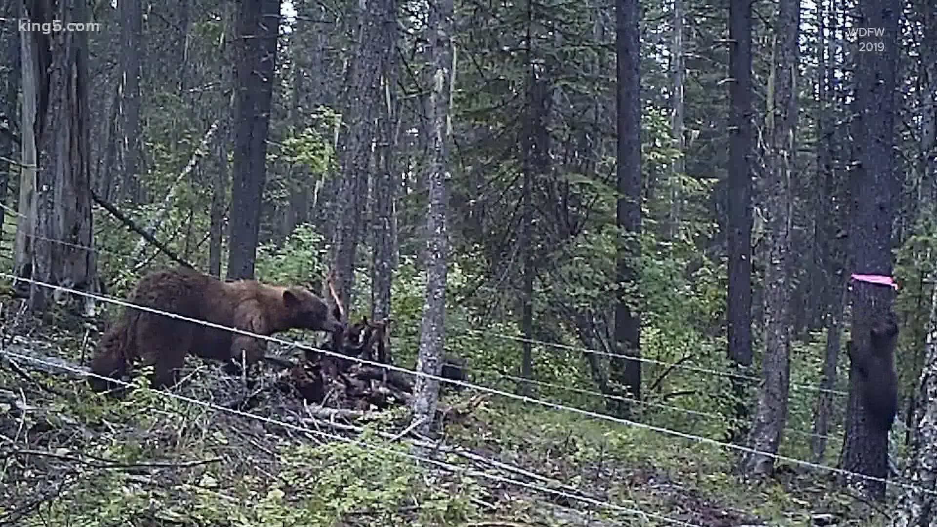 Washington wildlife officials turn to hair and DNA to track black