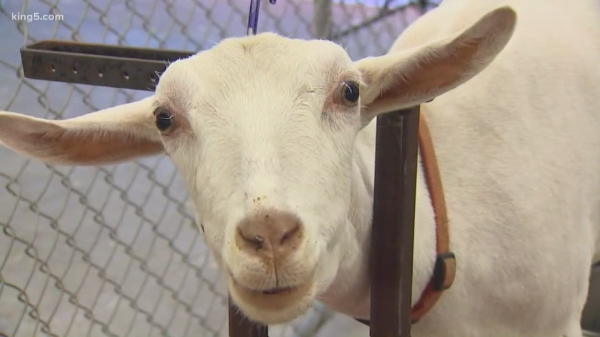 Competition goats and their young handlers are ready to strut their stuff at Washington's state fair.