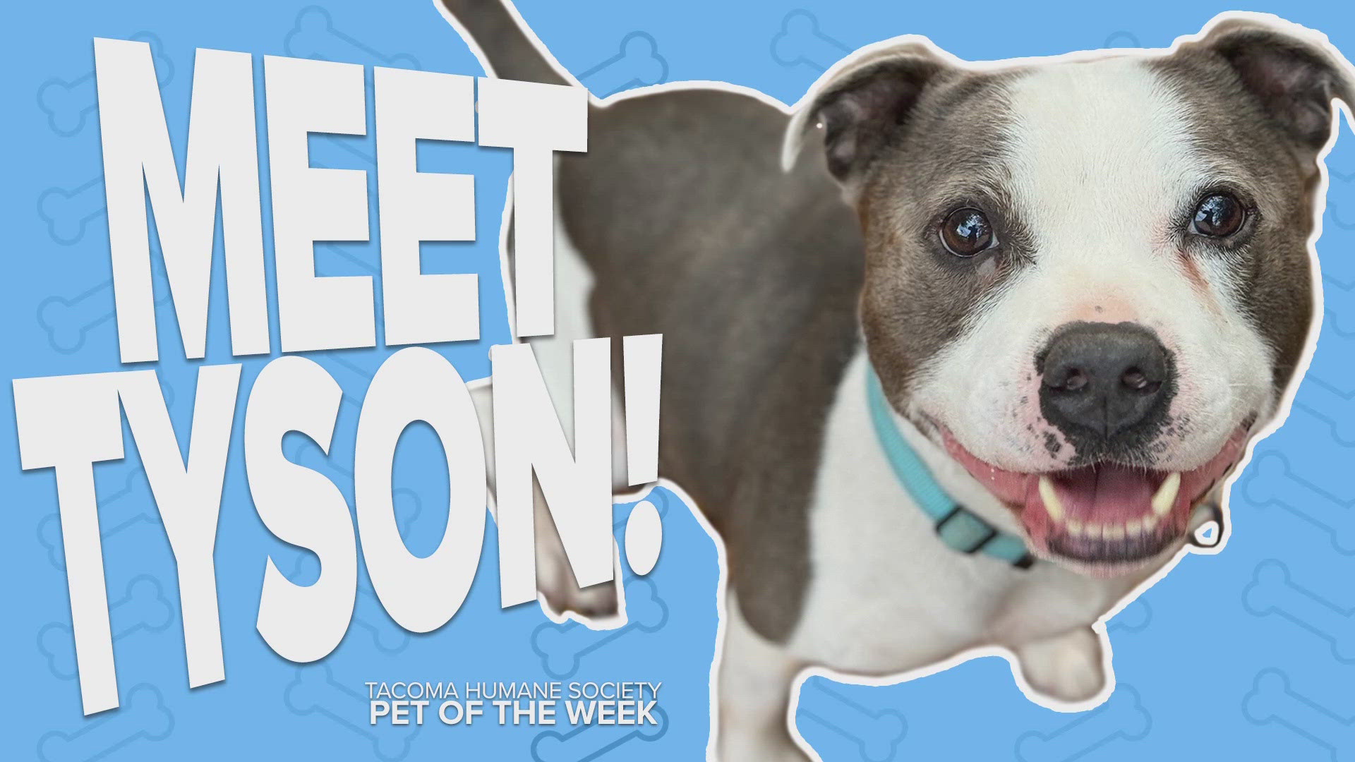 This week's featured adoptable pet is Tyson!