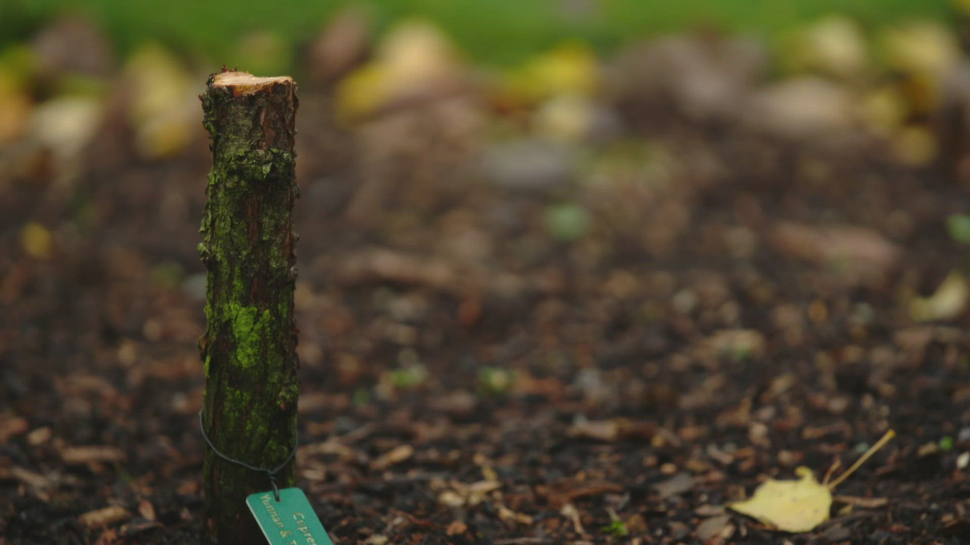 Seeds collected from China were used to grow the missing tree, the UW Botanic Gardens said in a release.