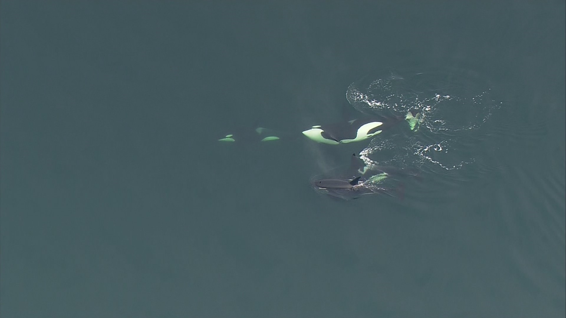 SkyKING spotted a group of Killer Whales in Puget Sound near West Seattle on Thursday, January 10, 2019.