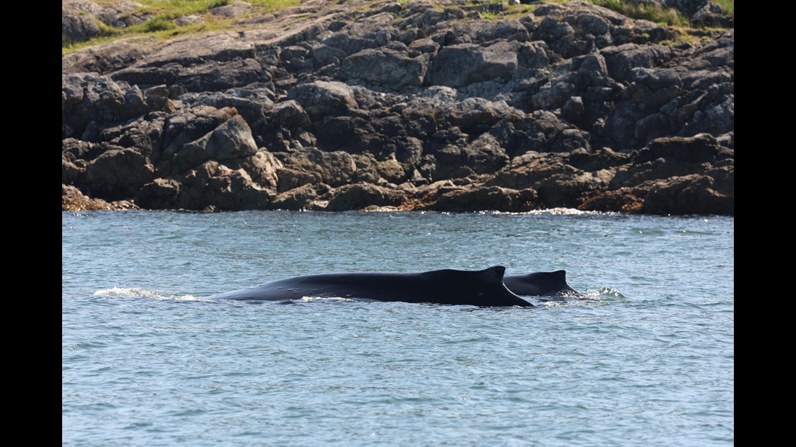 First humpback calf of 2024 whale watching season spotted in Salish Sea ...