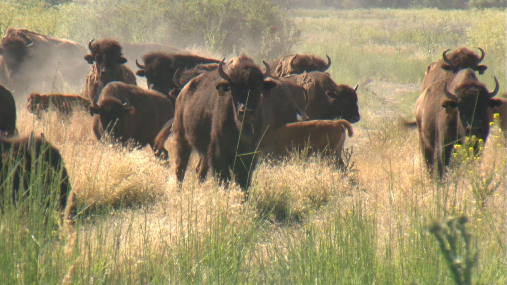 Yakama Nation buffalo herd is healthy and growing | king5.com