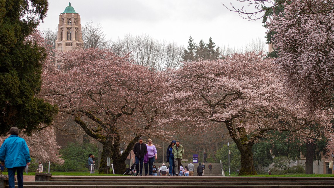 Here's when the University of Washington cherry blossoms bloom