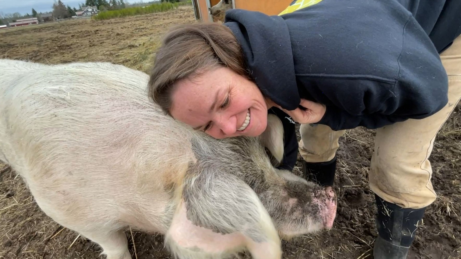 The 45 acre farm specializes in pigs deserving a better life. #k5evening
