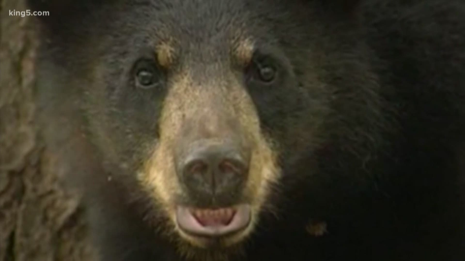 Timber farm bear hunts may be canceled this year.