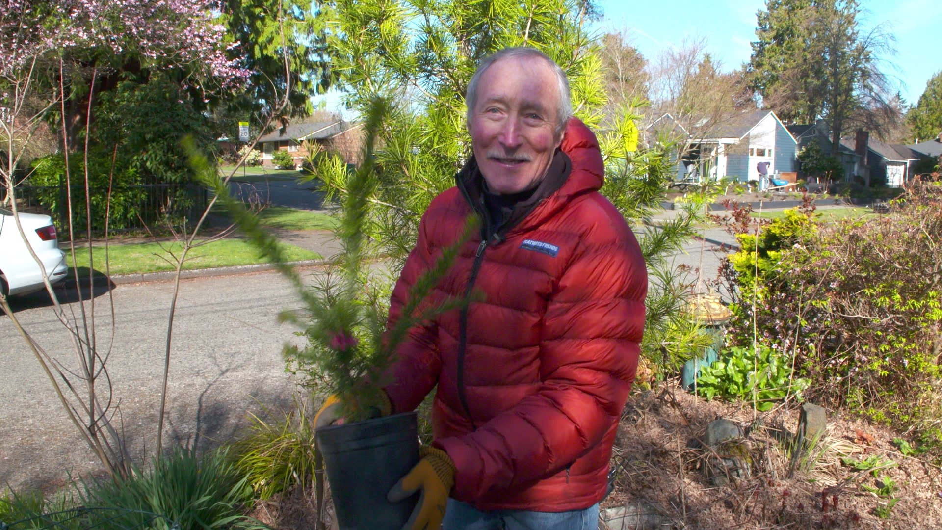 Pink blossoms and drought tolerance make this plant special. #k5evening