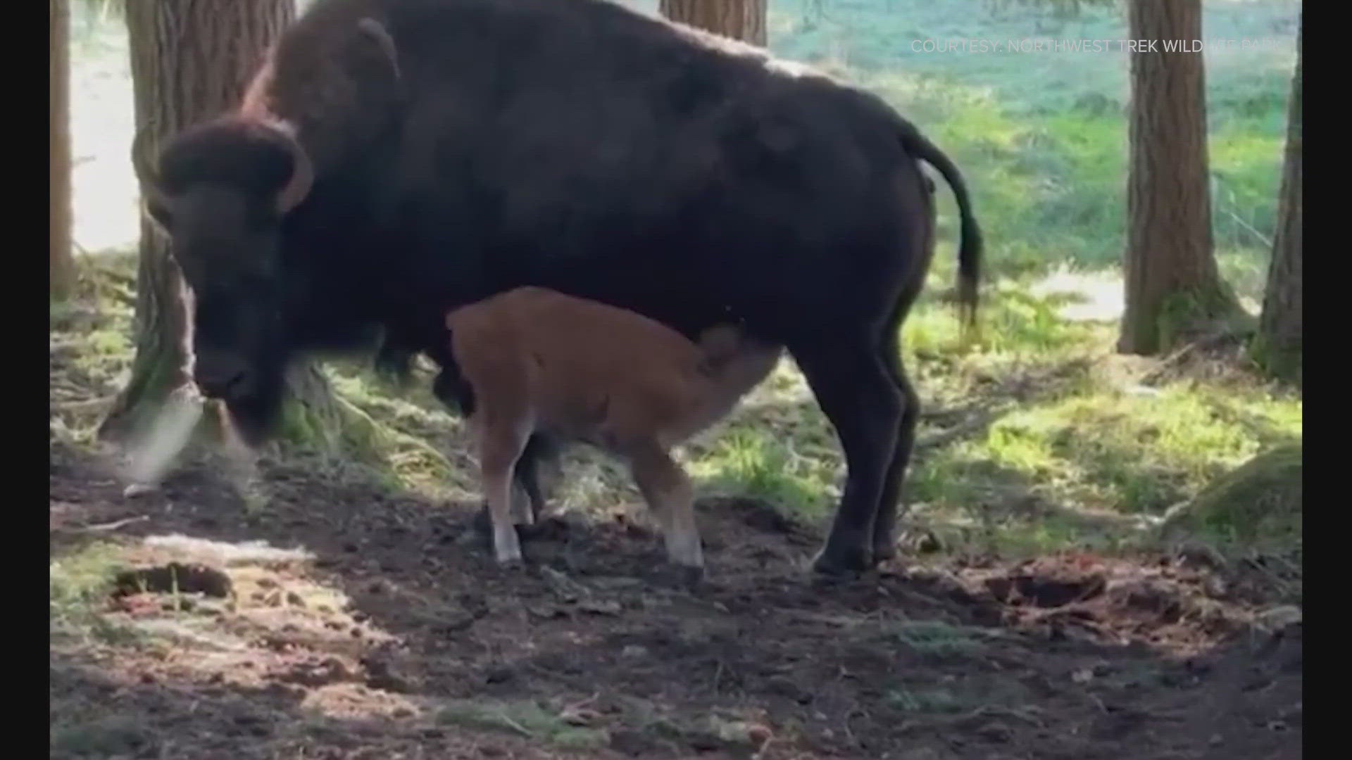 The newborn calf was seen on camera nursing 