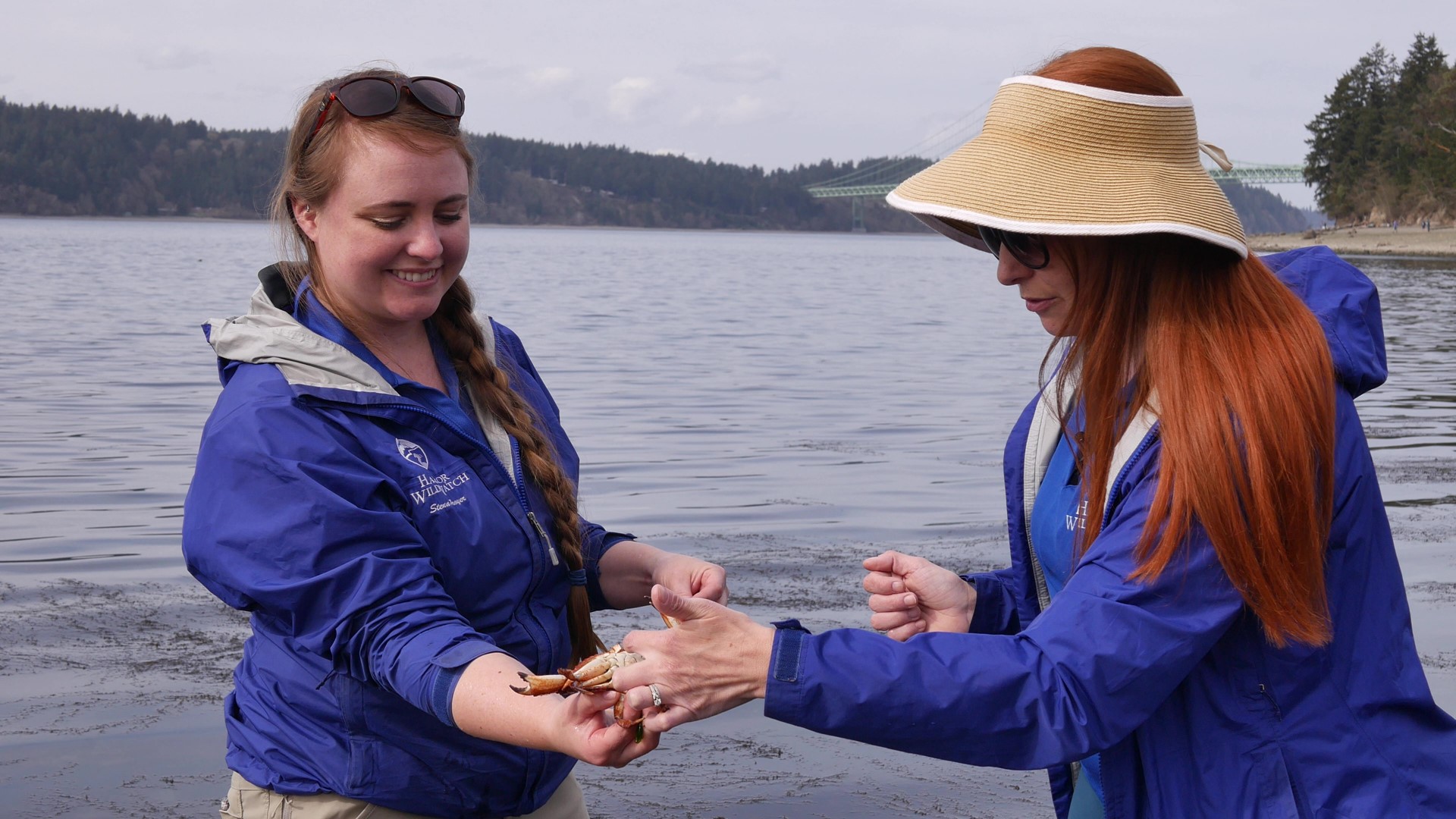 Harbor WildWatch hosted in-person classes on the Salish Sea before the pandemic - now, they're taking the digital world by storm. #k5evening