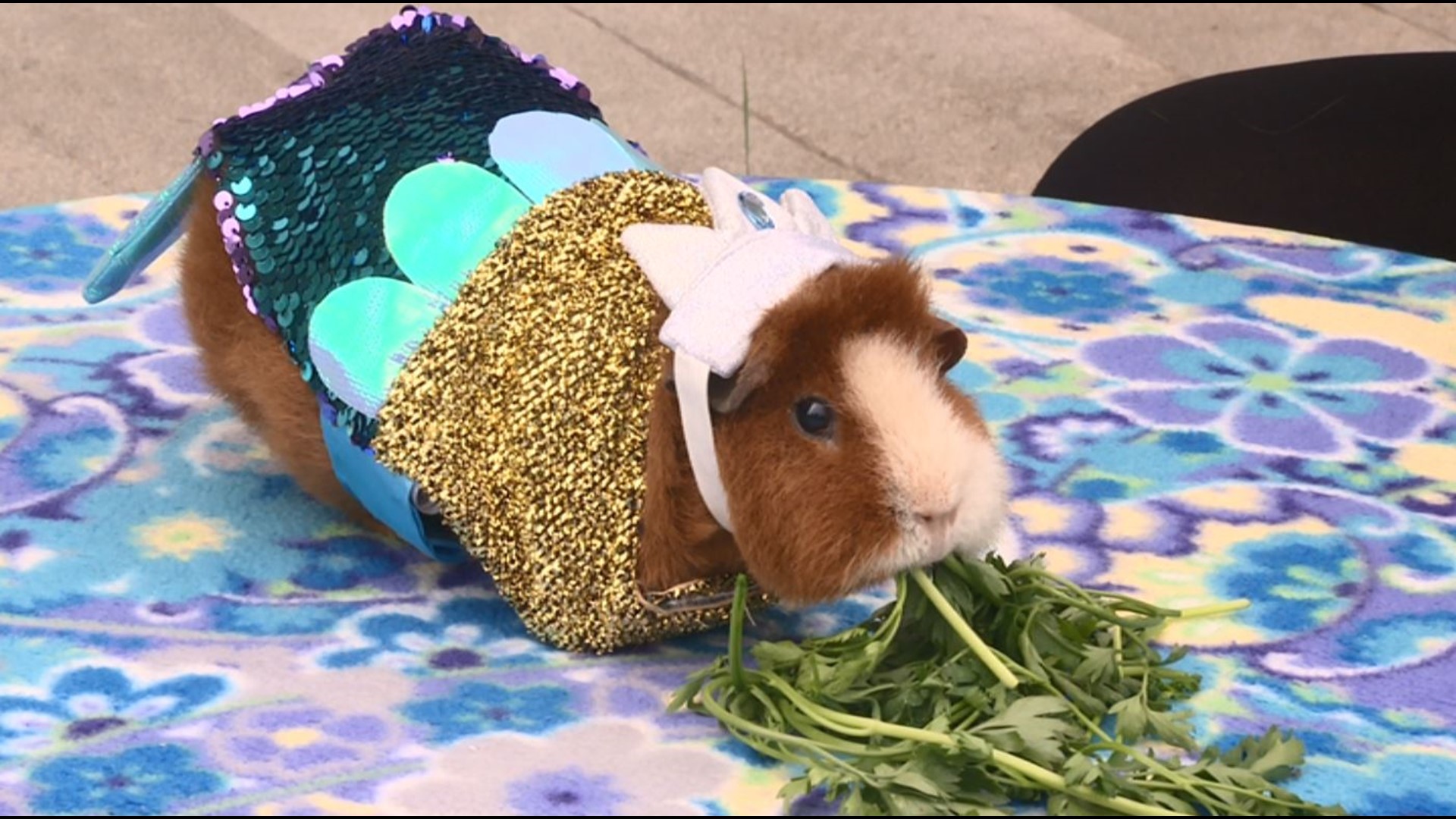 The classroom pets star in videos that help calm and comfort the kids.