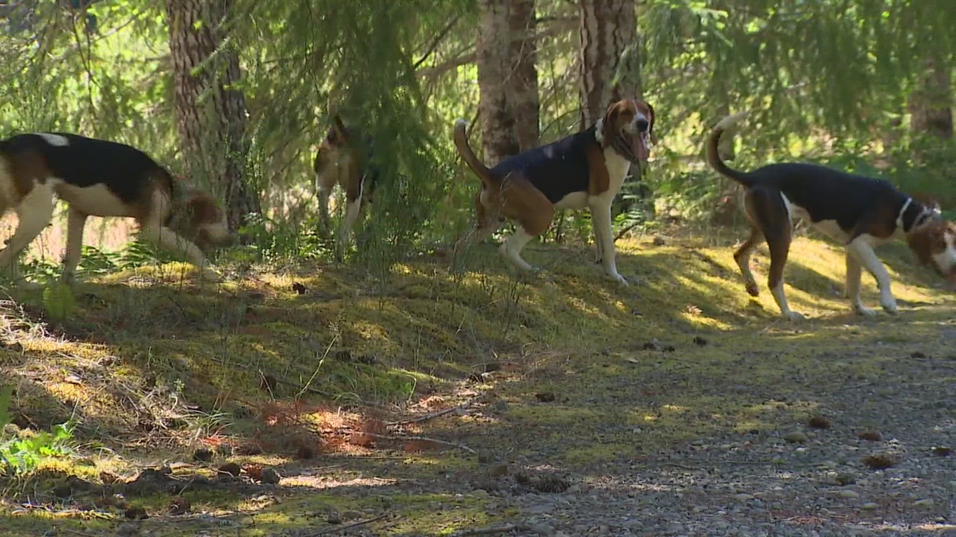 A dog who was attacked by a cougar is expected to be OK, officials said.