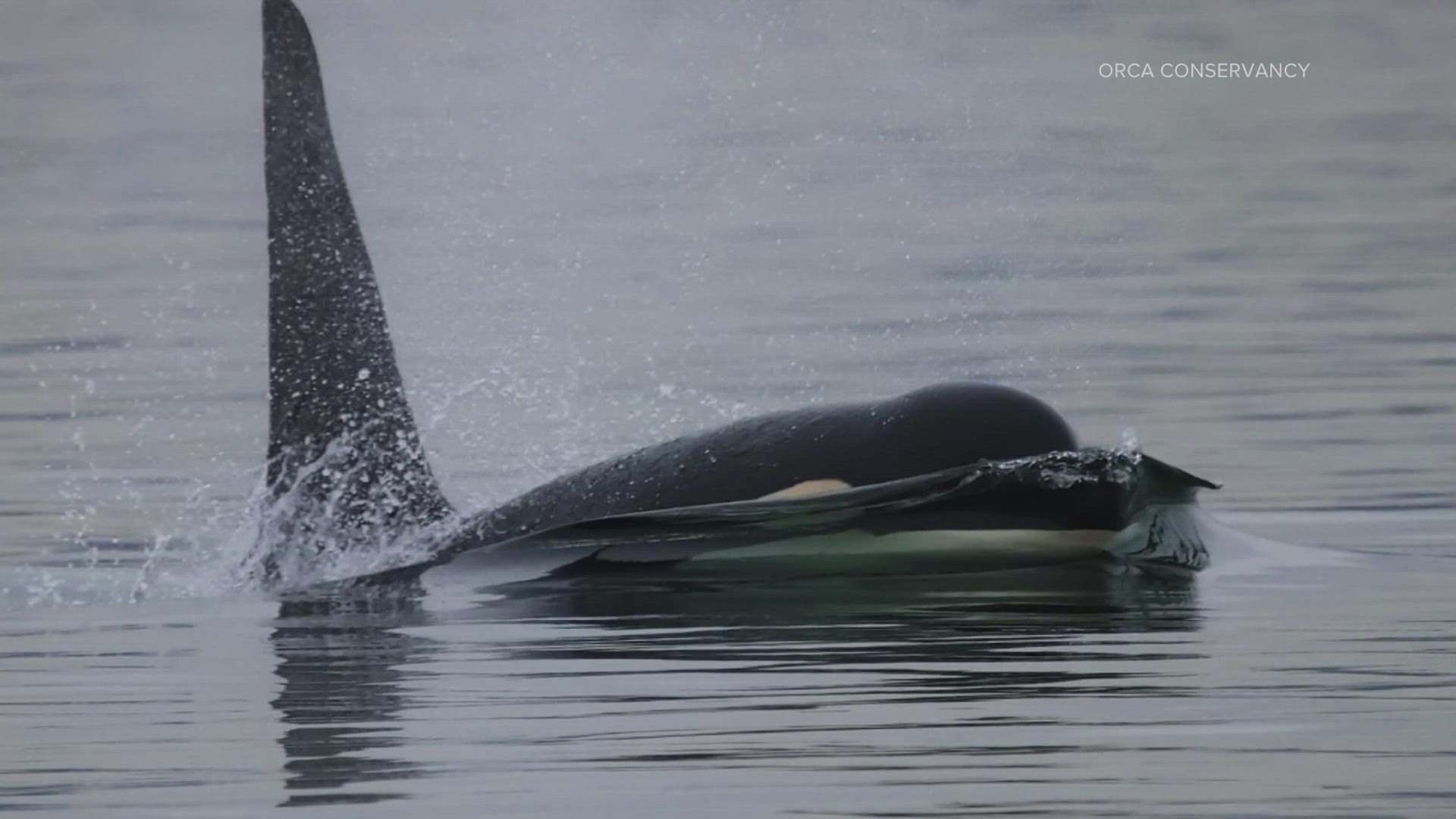 According to the Center for Whale Research, 31-year-old Lobo was absent during their last three encounters.