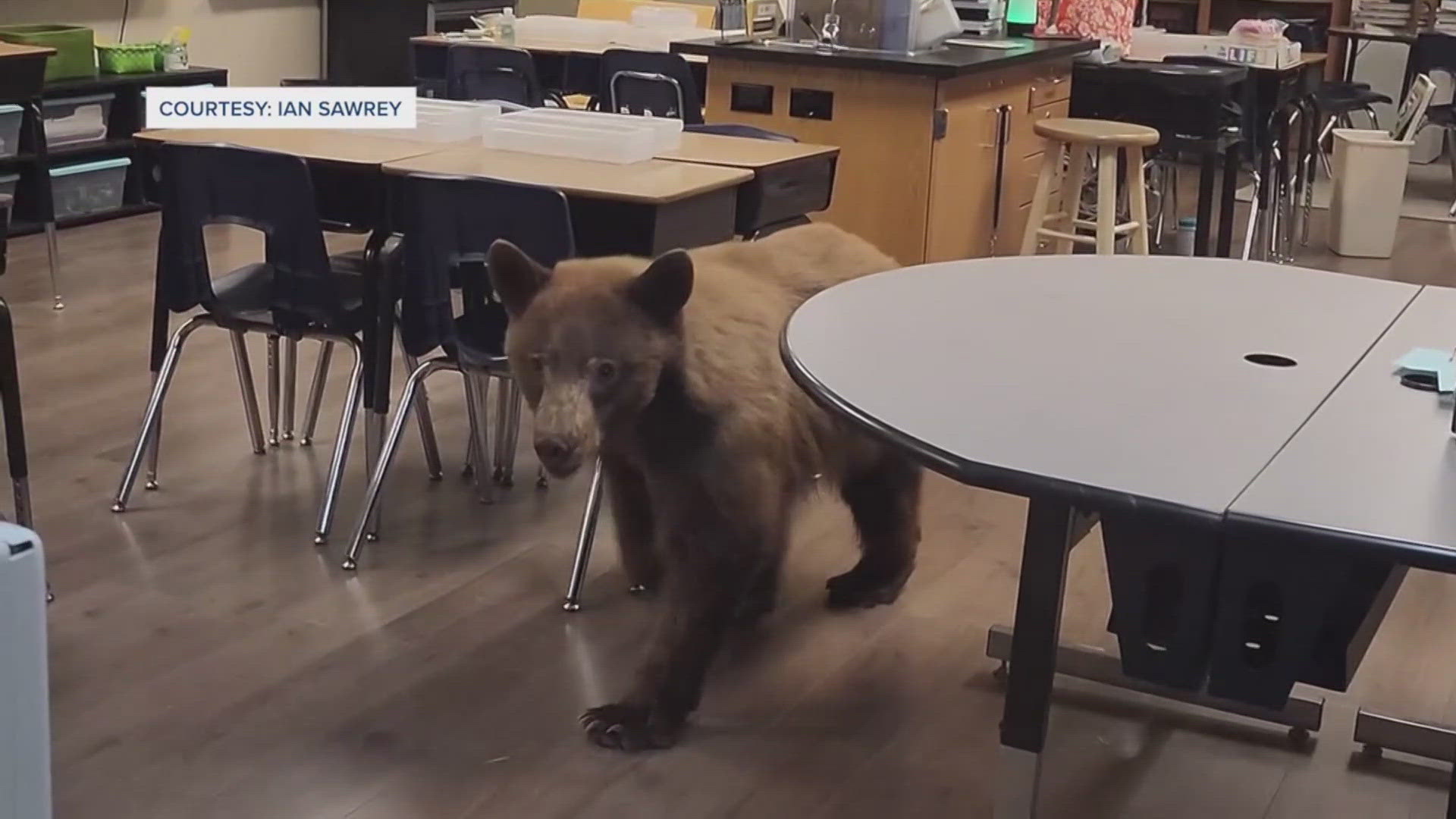 A California teacher and her husband were able to safely lure a bear out of her classroom after it broke in looking for snacks