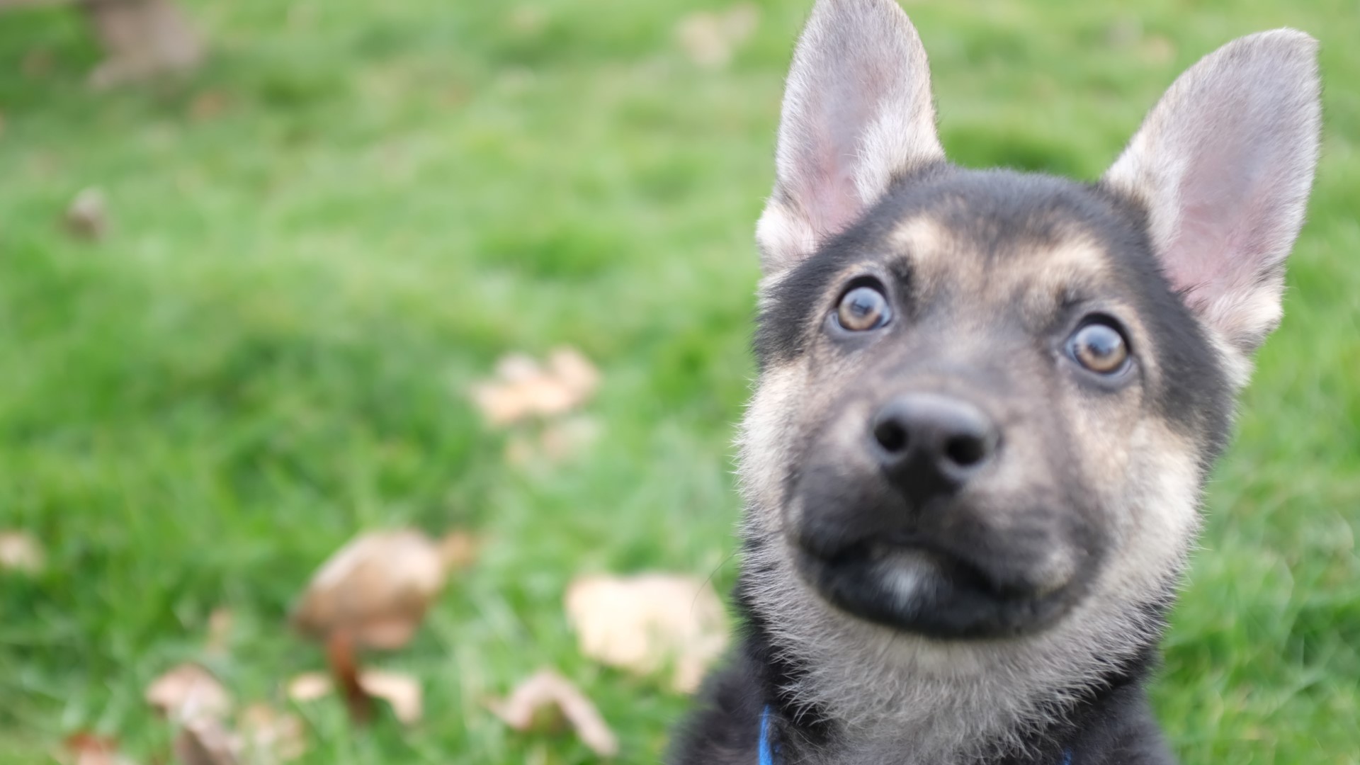 Whatcom County puppy with a heart defect on mission to complete bucket ...