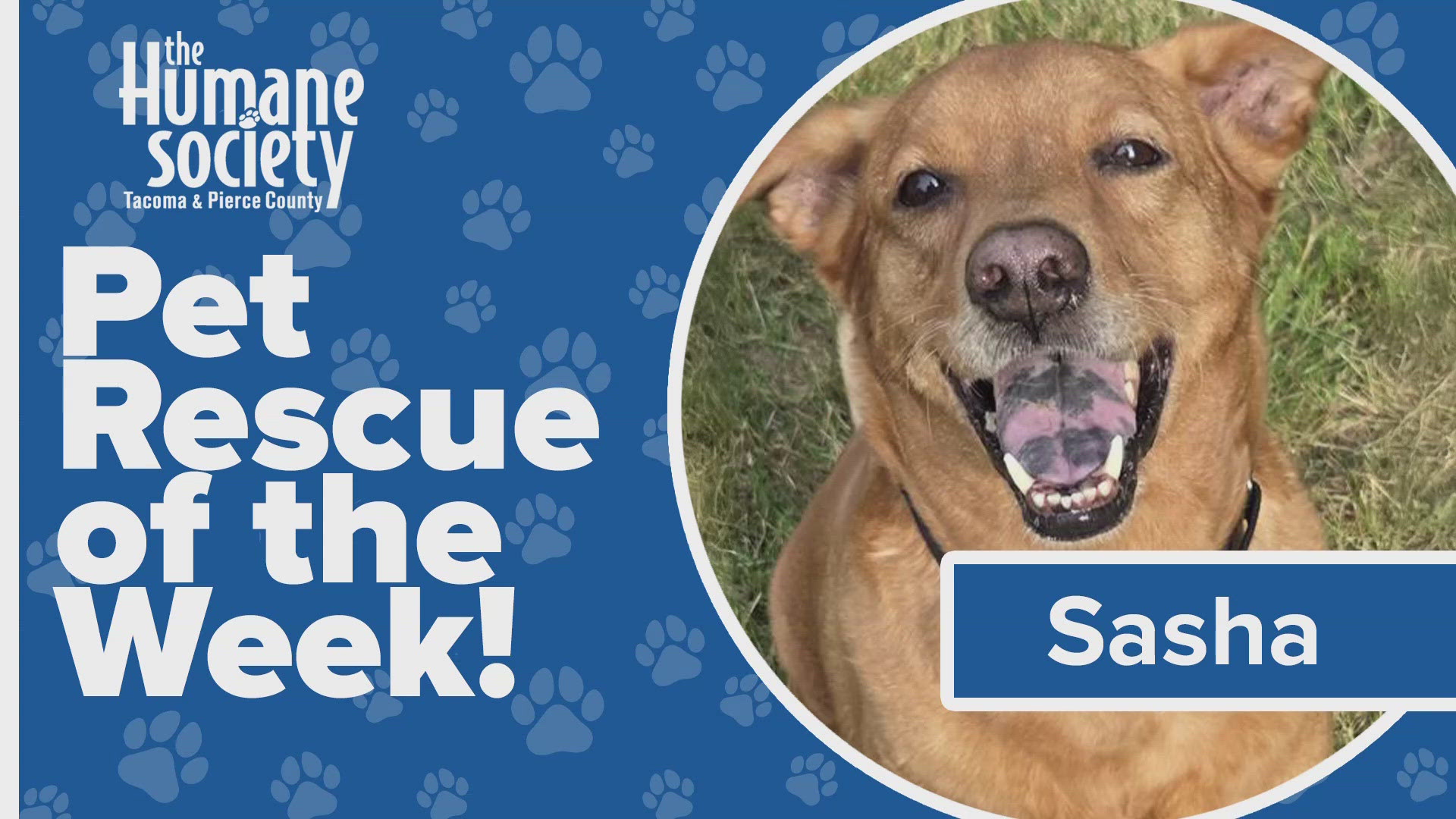 Sasha is the Tacoma Humane Society's Pet Rescue of the Week.
