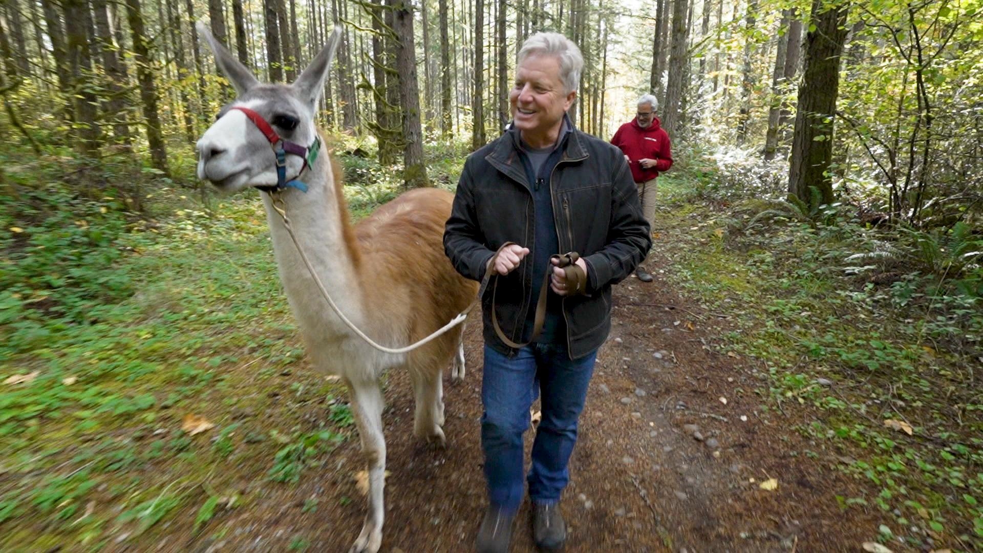 Topstall Farm in Roy offers peaceful walks in the woods with camelids. #k5evening