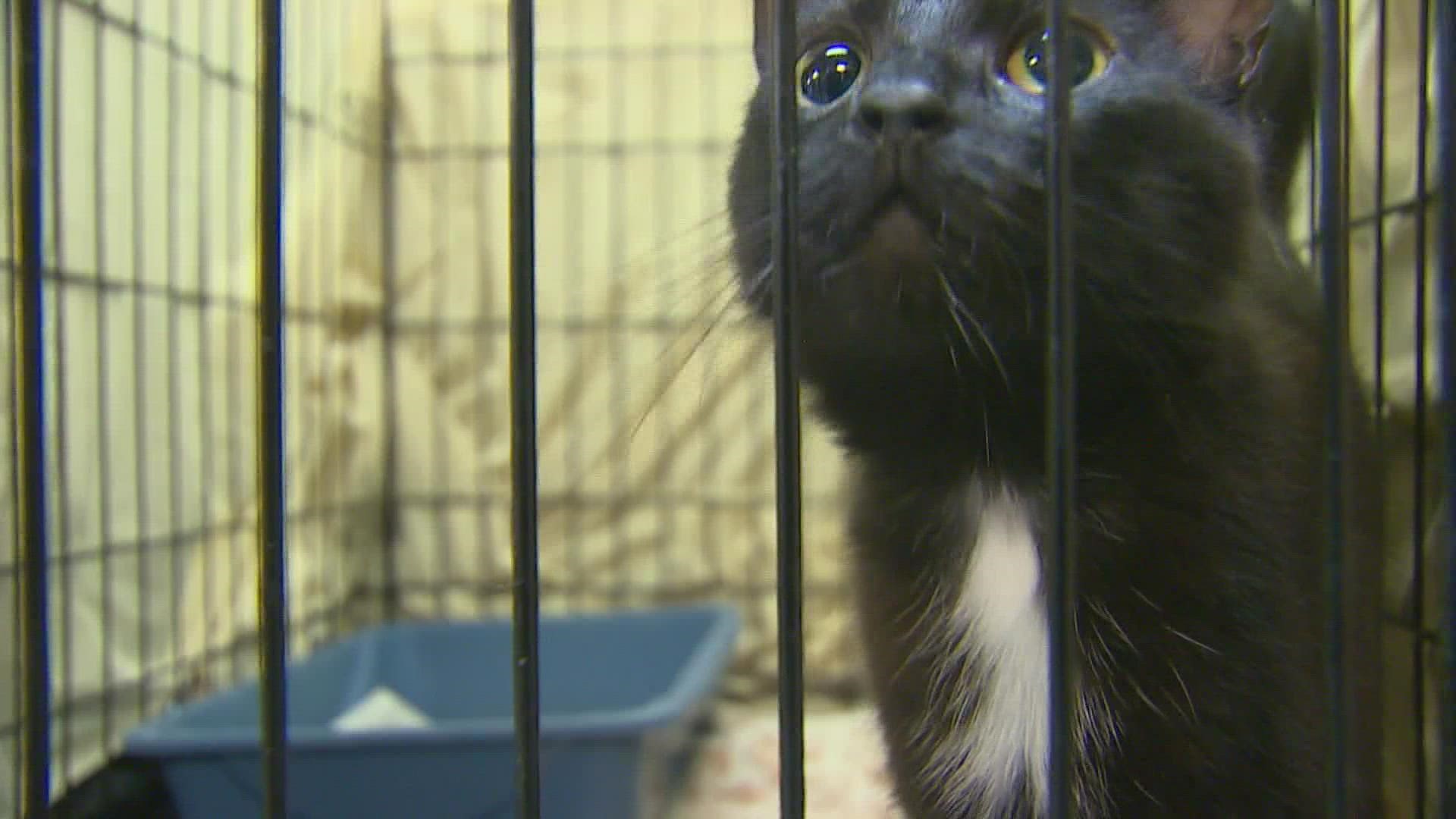 Humane Society for Tacoma and Pierce County lowers adoption fees 