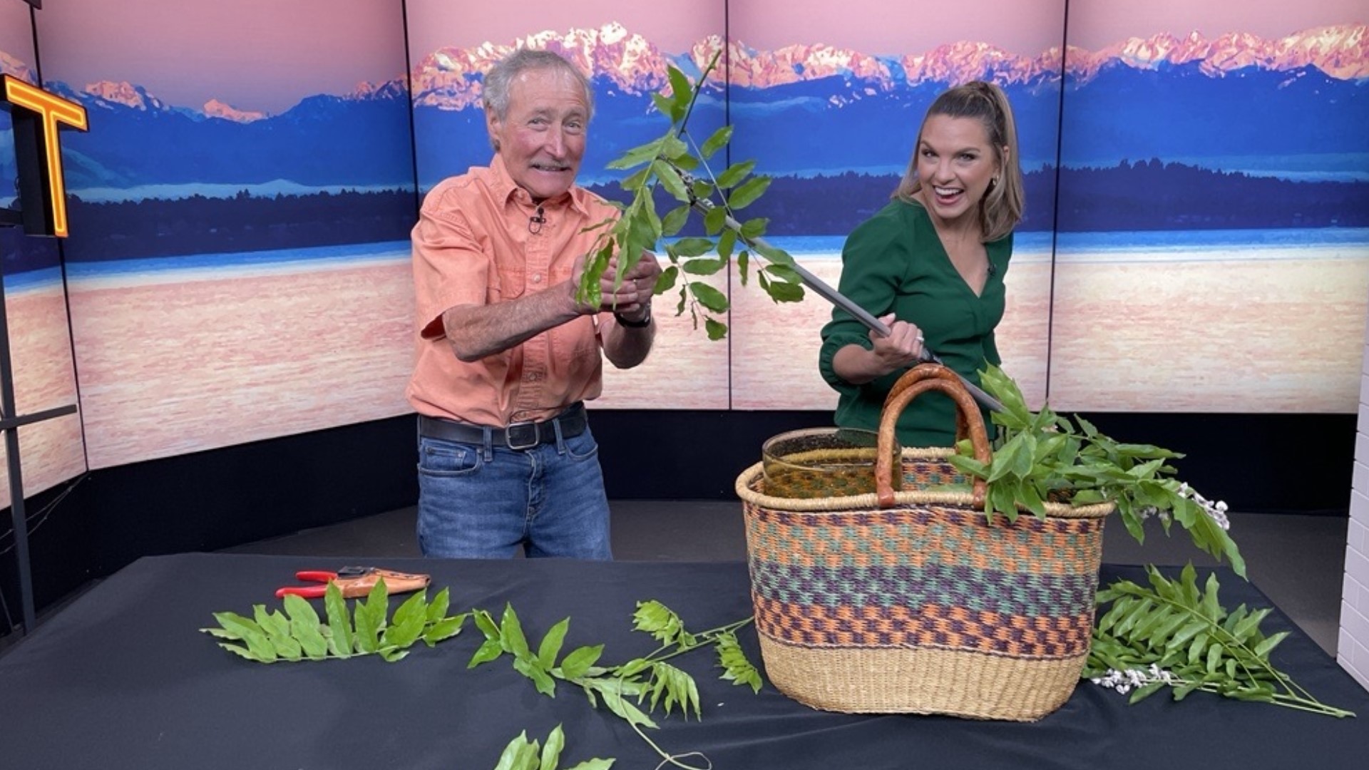 Master gardener Ciscoe Morris says wisteria is spectacular, but it's also a real monster and needs timely pruning. #newdaynw