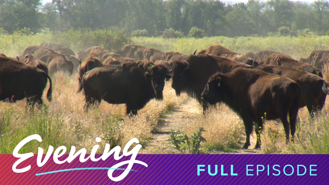 The buffalo of the Yakama Reservation and Rain Coast Farms and ...