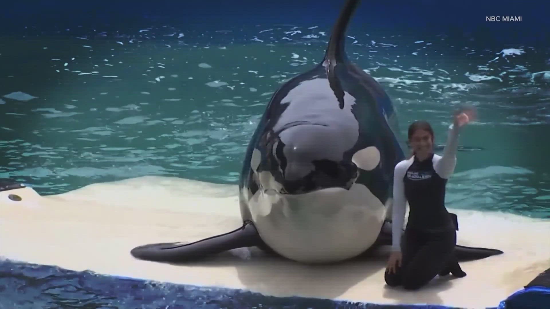 The Lummi Nation has been calling for Tokitae's return to the Salish Sea from a Miami aquarium after over 50 years of captivity
