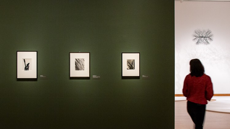 Check out Seattle Art Museum's exhibit of American photographer Imogen Cunningham