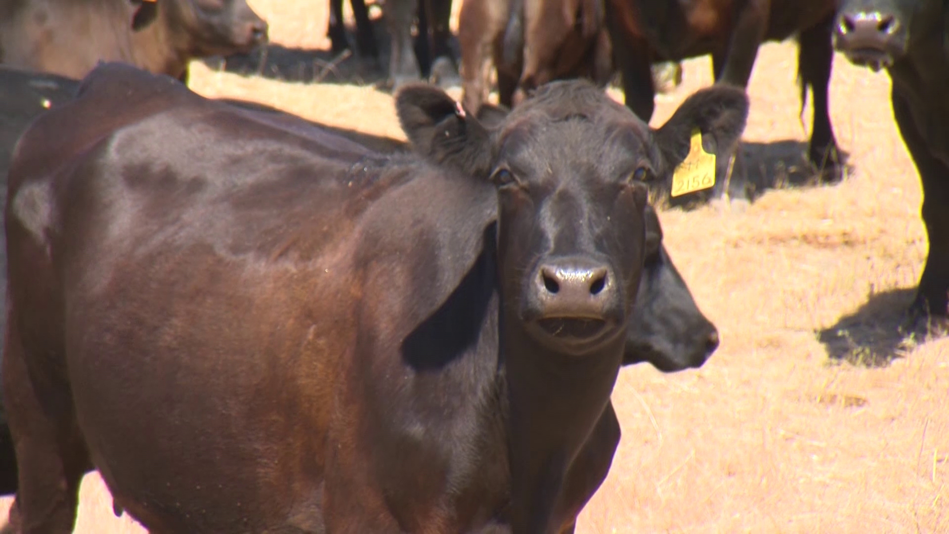 Just outside of Cle Elum are some cows that make some sweet MOOsic. #k5evening