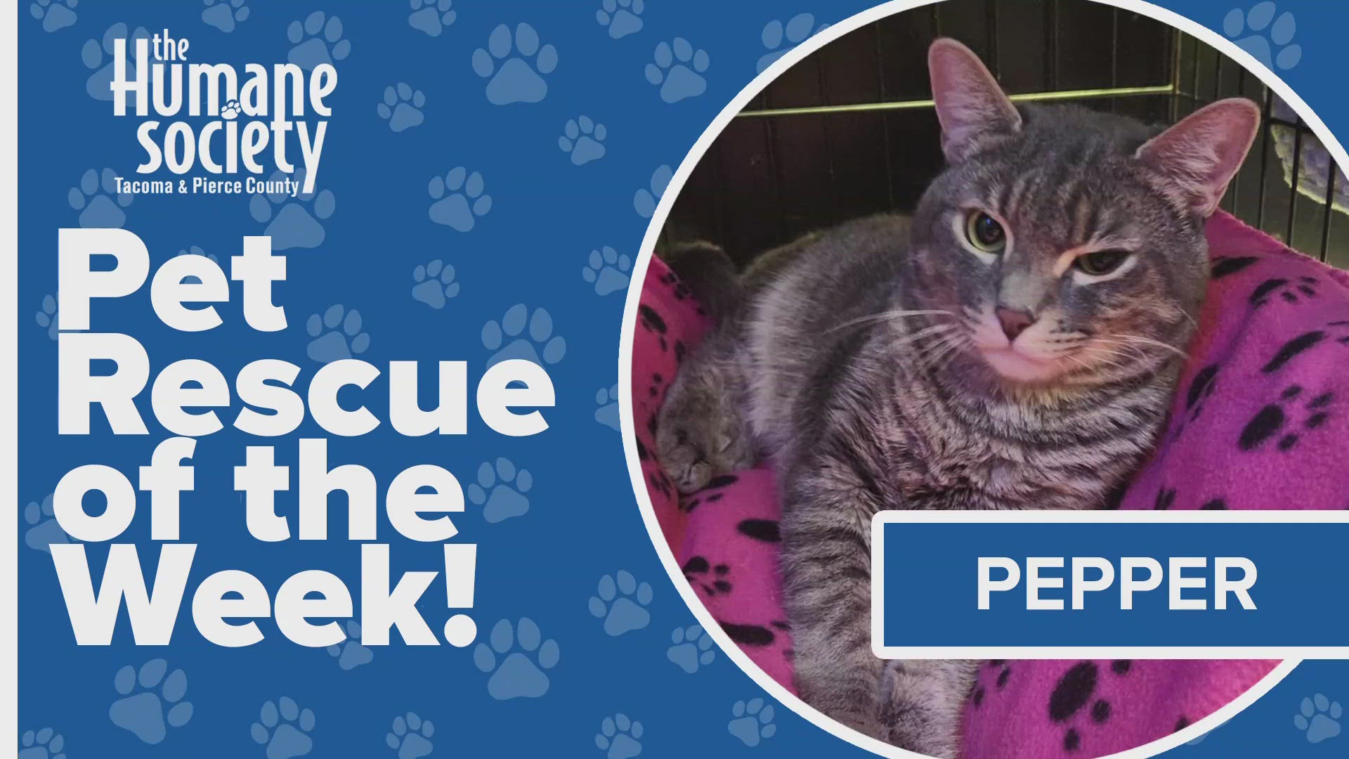 This week's featured adoptable pet is Pepper!