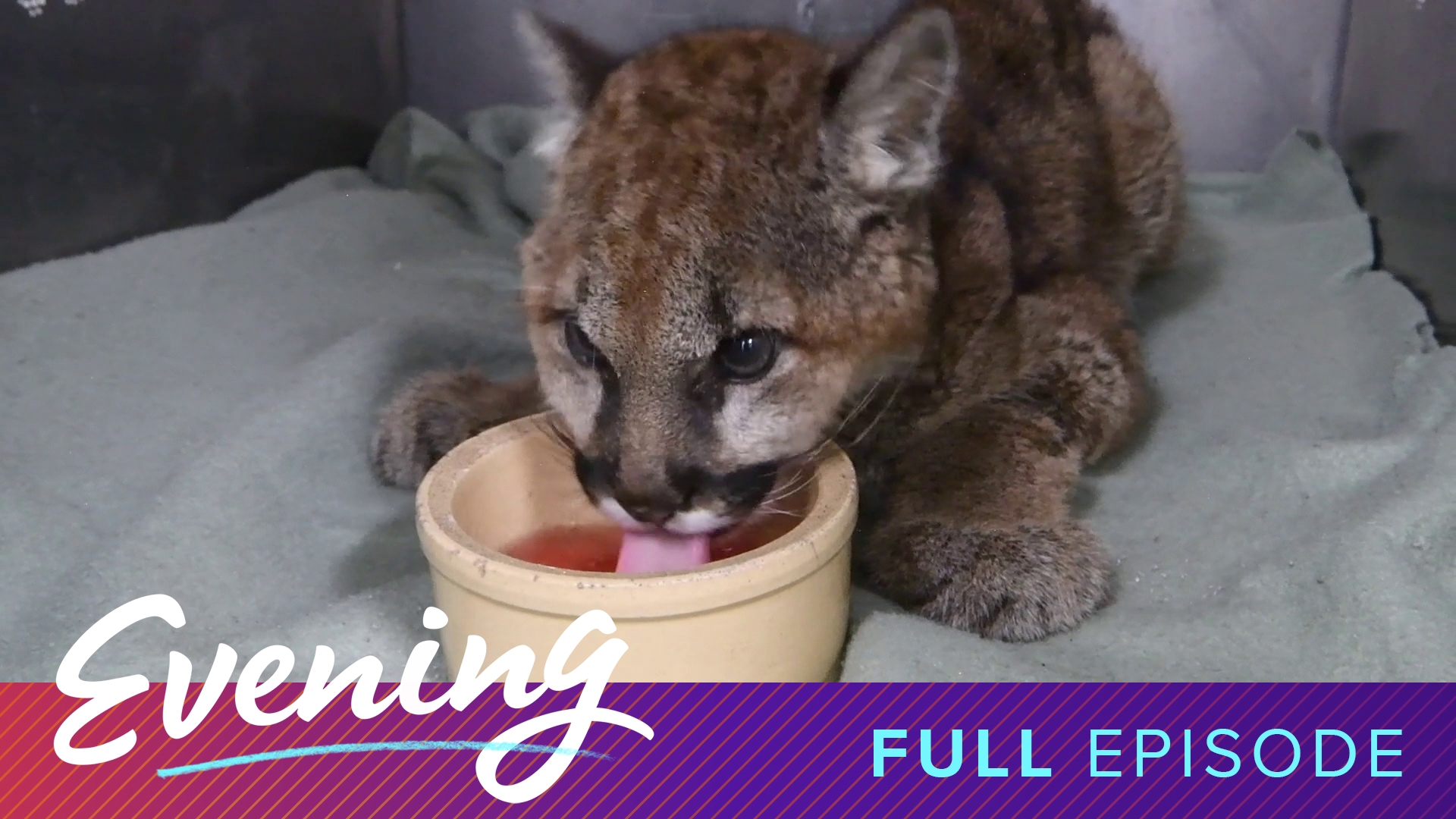 Full Evening episode originally aired 7/15/25