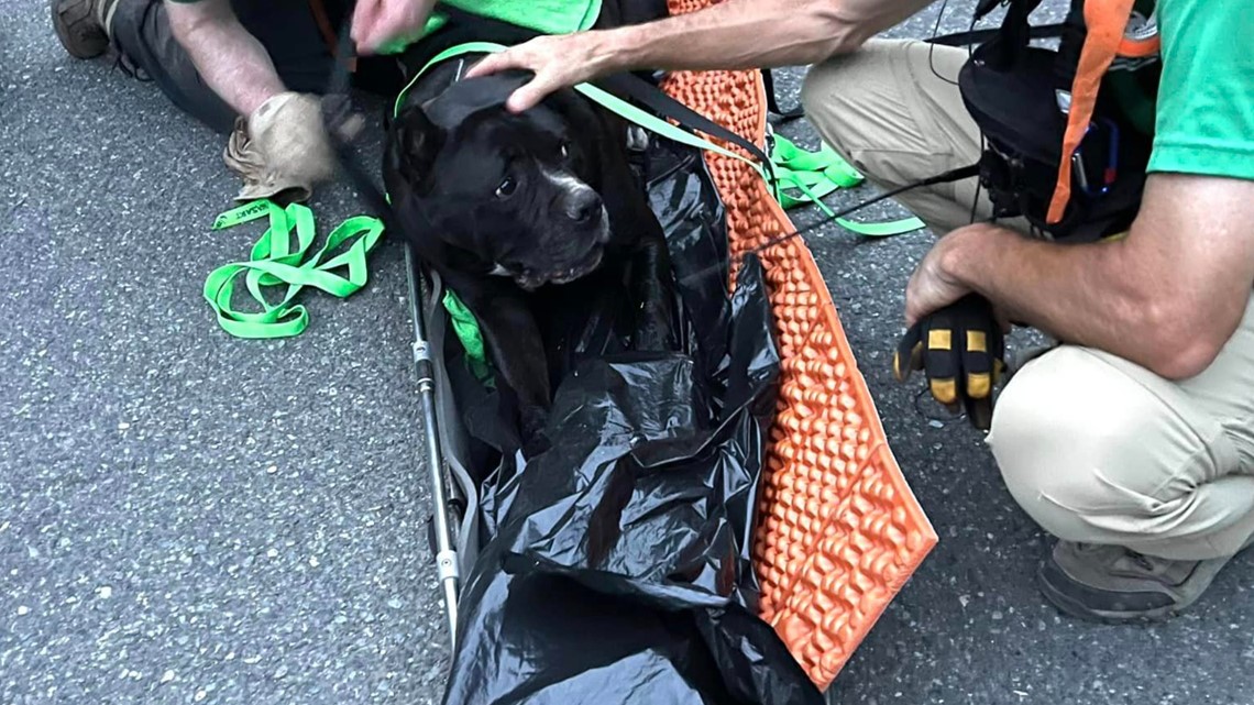 Rescue crews bring injured dog back down Mailbox Peak - Vimarsana News