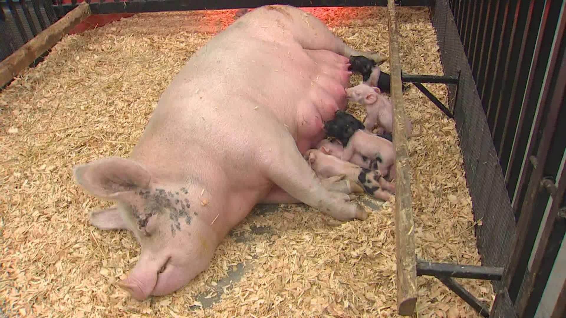 The mother pig gave birth to eight piglets overnight Thursday into Friday at the Washington State Fair. People can come view the new piglets at the fair.