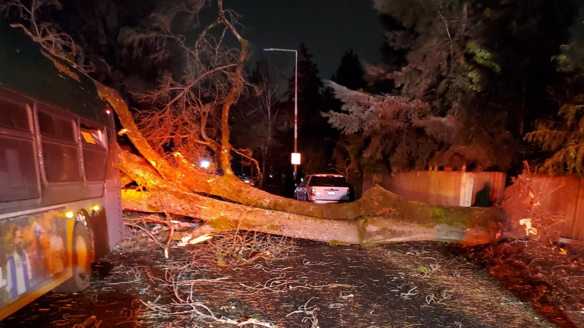 Bus driver recounts tree falling on King County Metro bus | king5.com