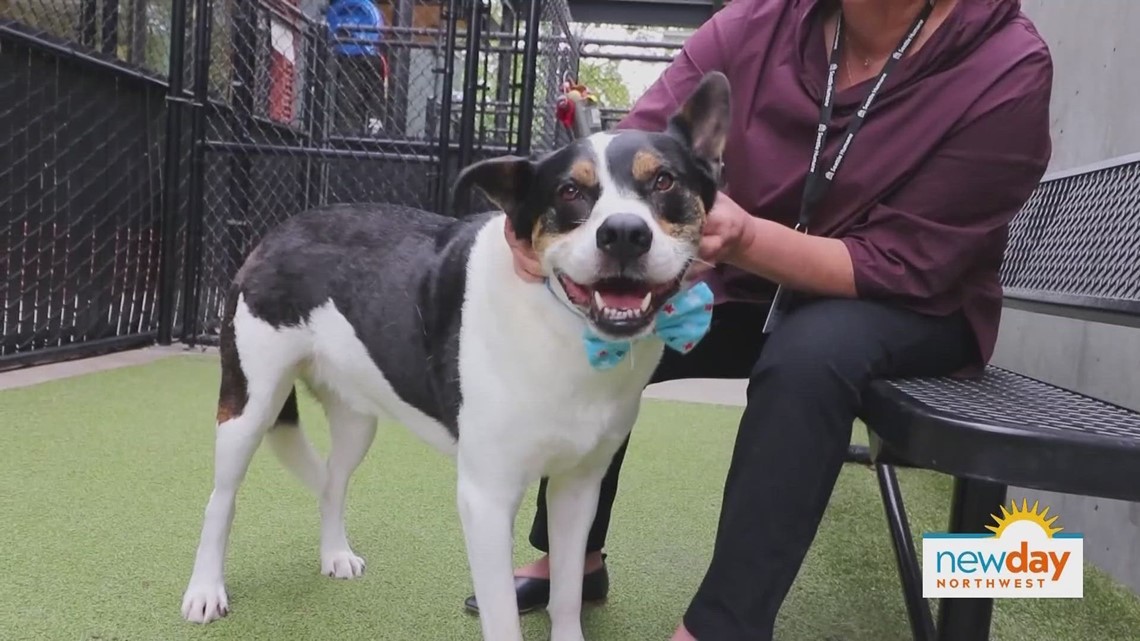 Seattle Humane raises money to help support local pets - New Day NW ...