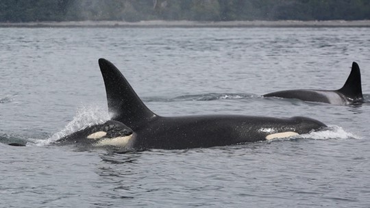 Southern Resident orca population drops with 3 deaths, 2 births | king5.com