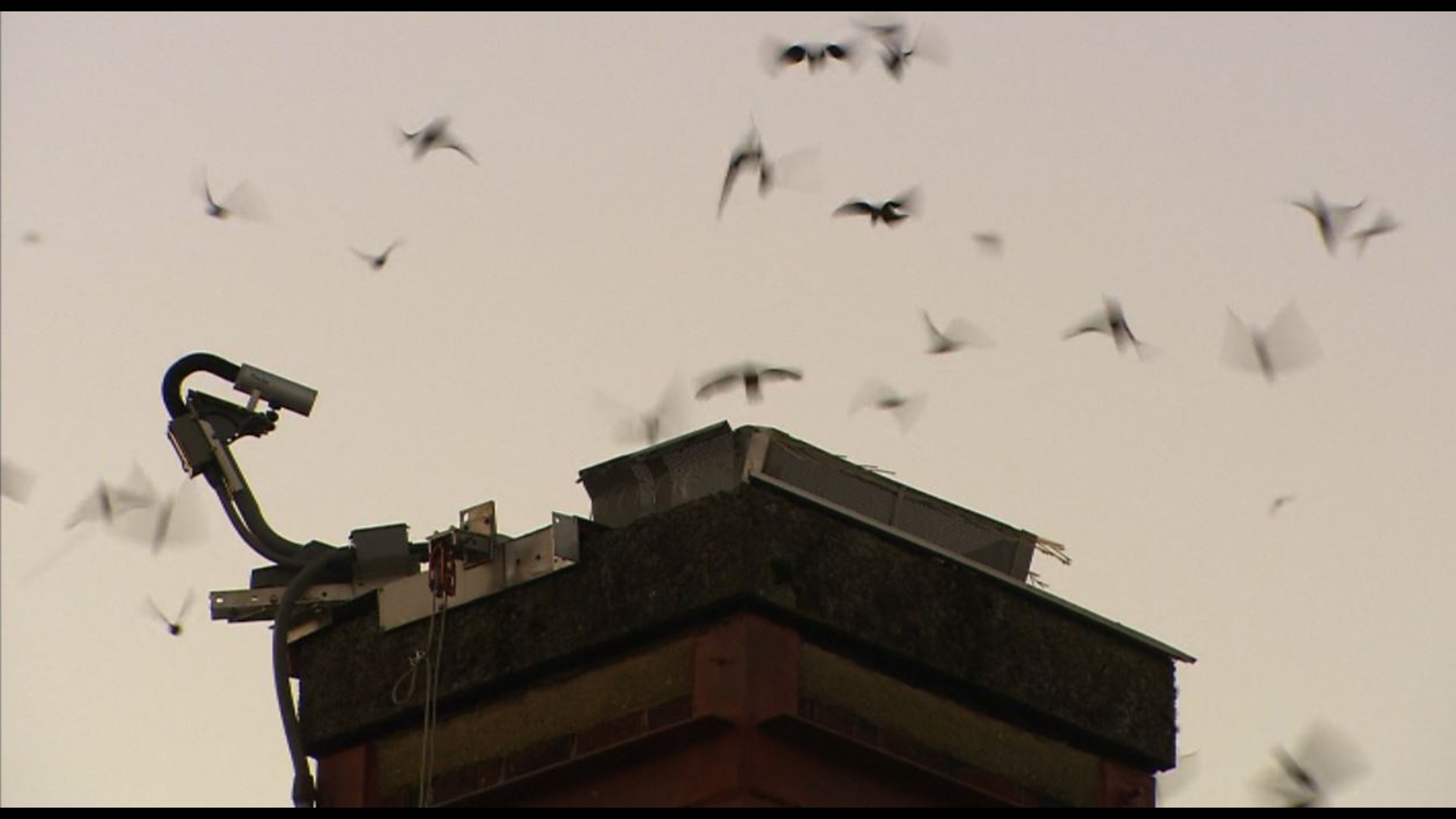 Yesterday evening around dusk I watched hundreds and hundreds of birds  flying over my house. What were they?