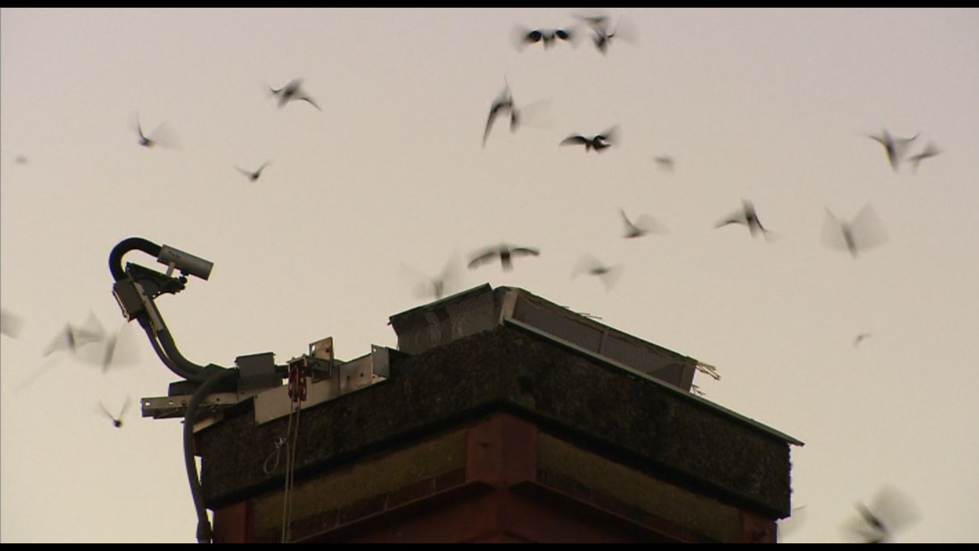 Every evening at dusk, typically starting at the end of August and into September, thousands of Vaux’s swifts circle the chimney of an elementary school in Monroe.