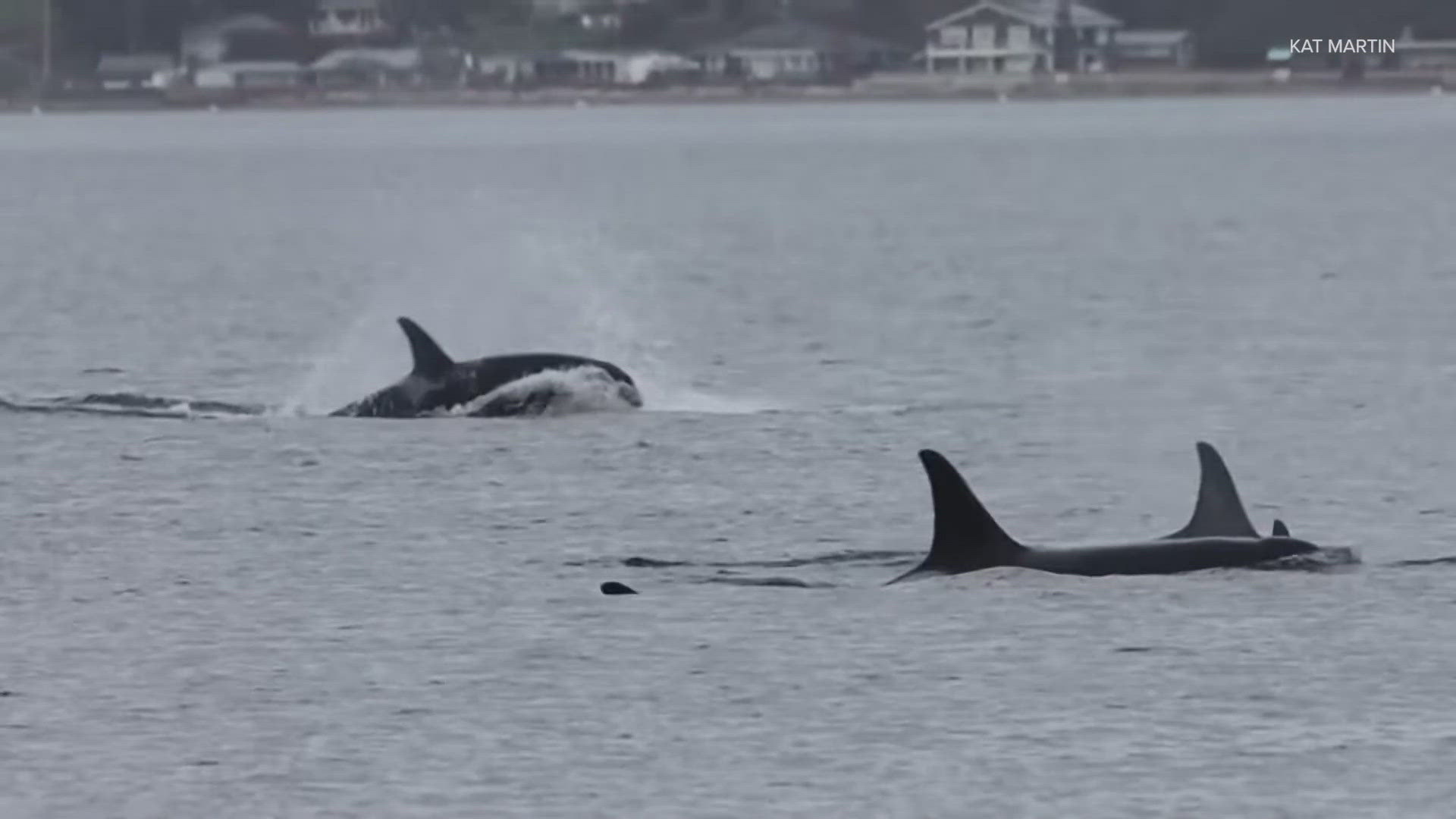 The Orca Conservancy said the sightings made history. Some whale watchers hope it will again raise awareness of the need to protect them.