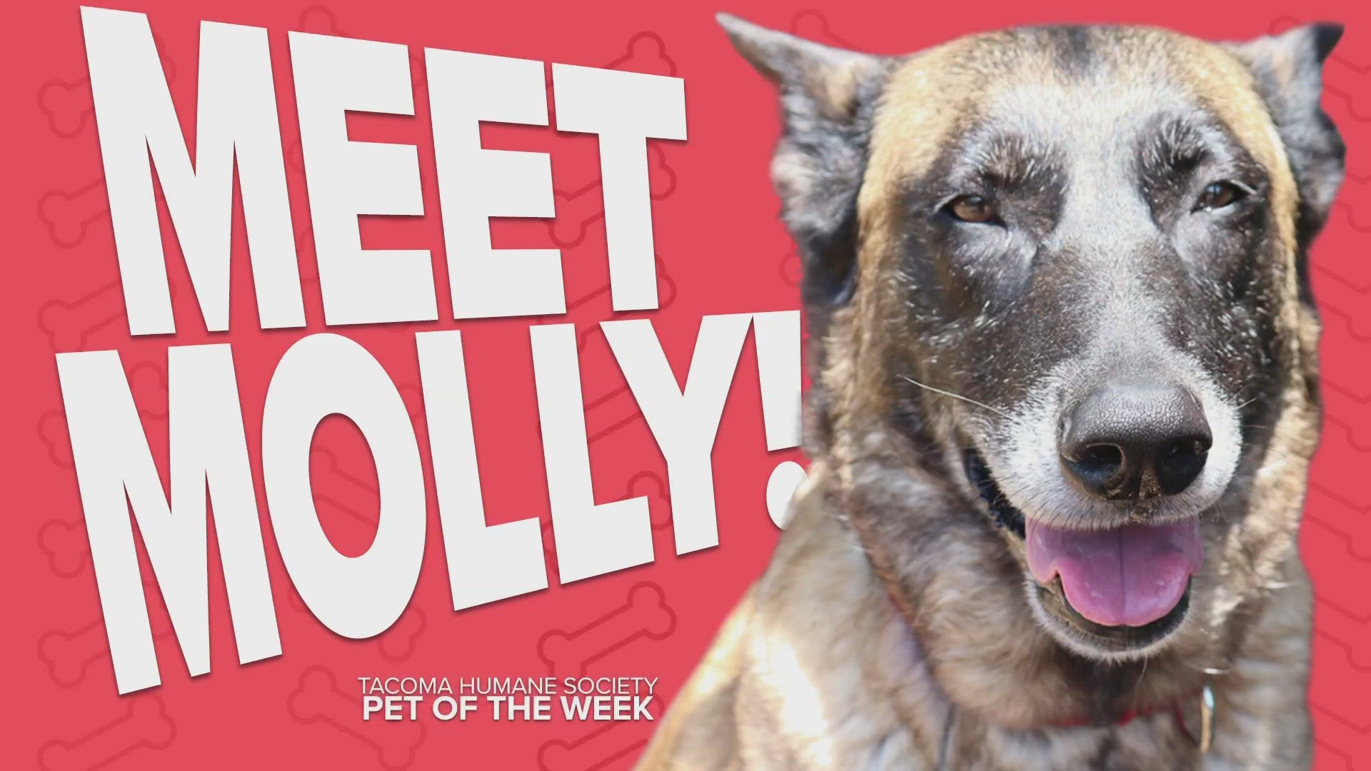 This week's featured adoptable pet is Molly!