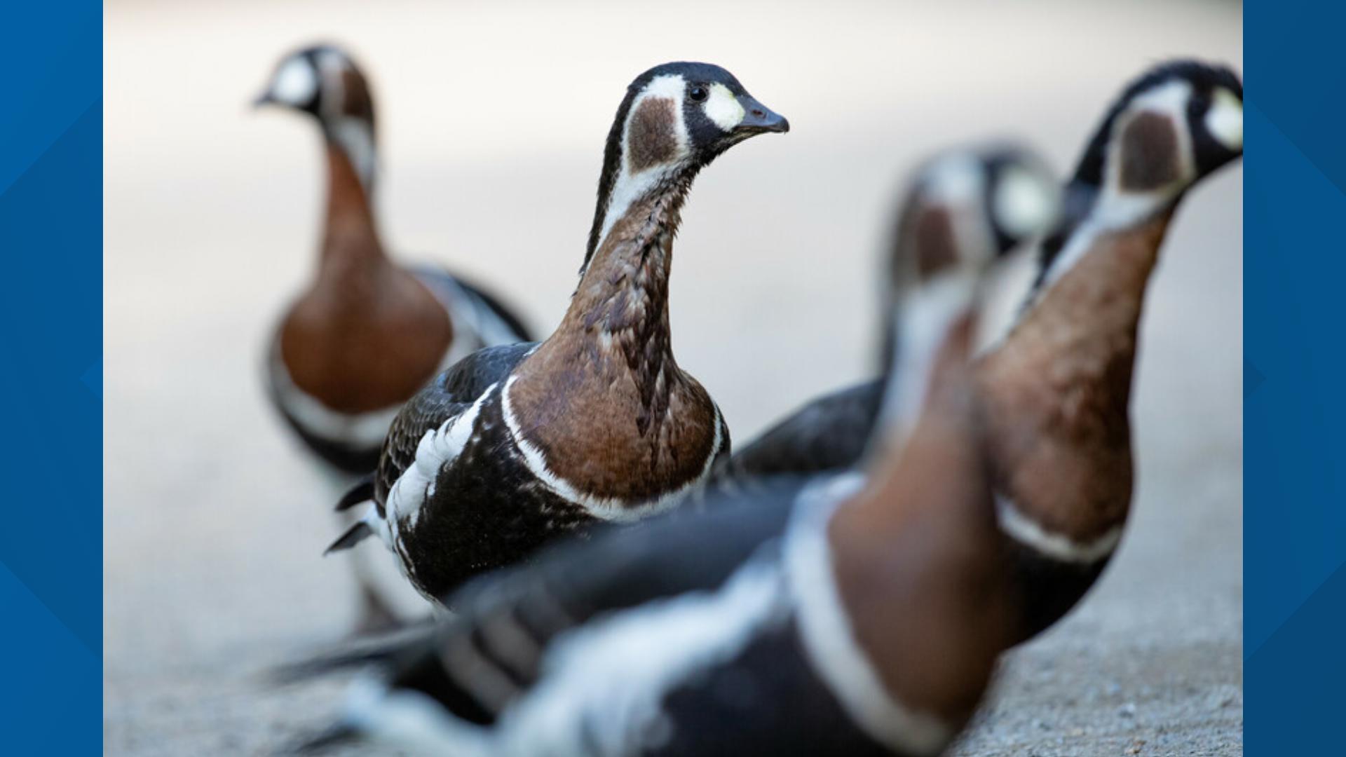 The infected goose, part of a rare and threatened species, was found deceased in an off-exhibit area of the zoo earlier this week.