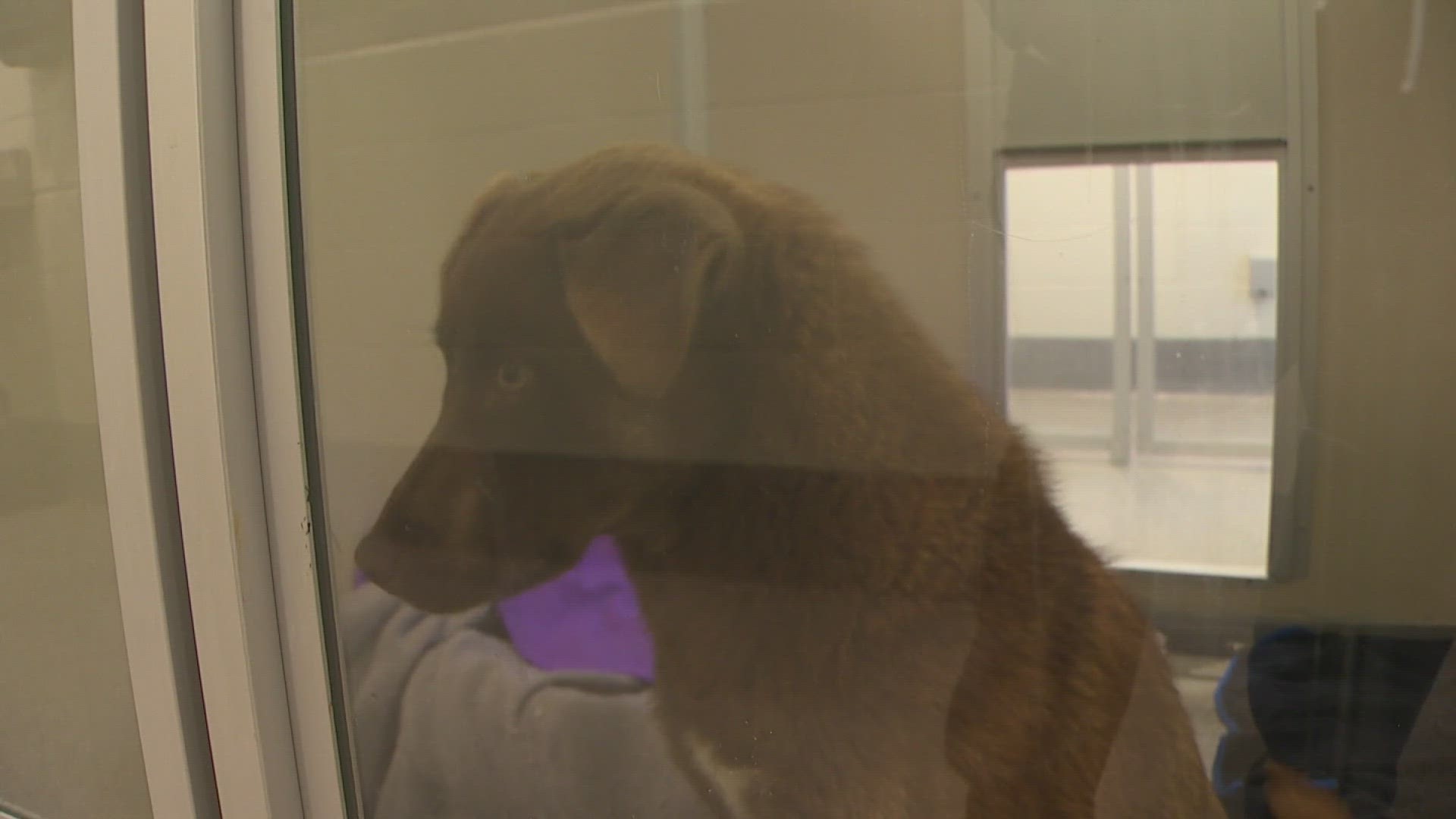 Seattle Humane's Interim CEO sat down exclusively with KING 5 for an interview.