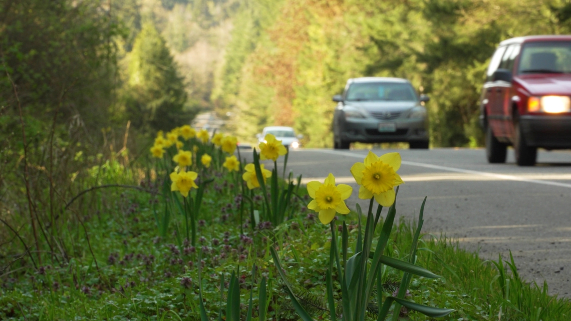 The story behind Bainbridge Island's roadside daffodils