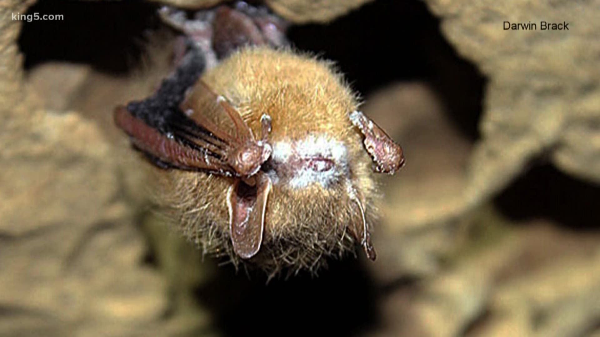 White-nose Syndrome has been killing bat colonies in western Washington for several years and now the first case has been found on the east side of the Cascades. KING 5's Alison Morrow reports.