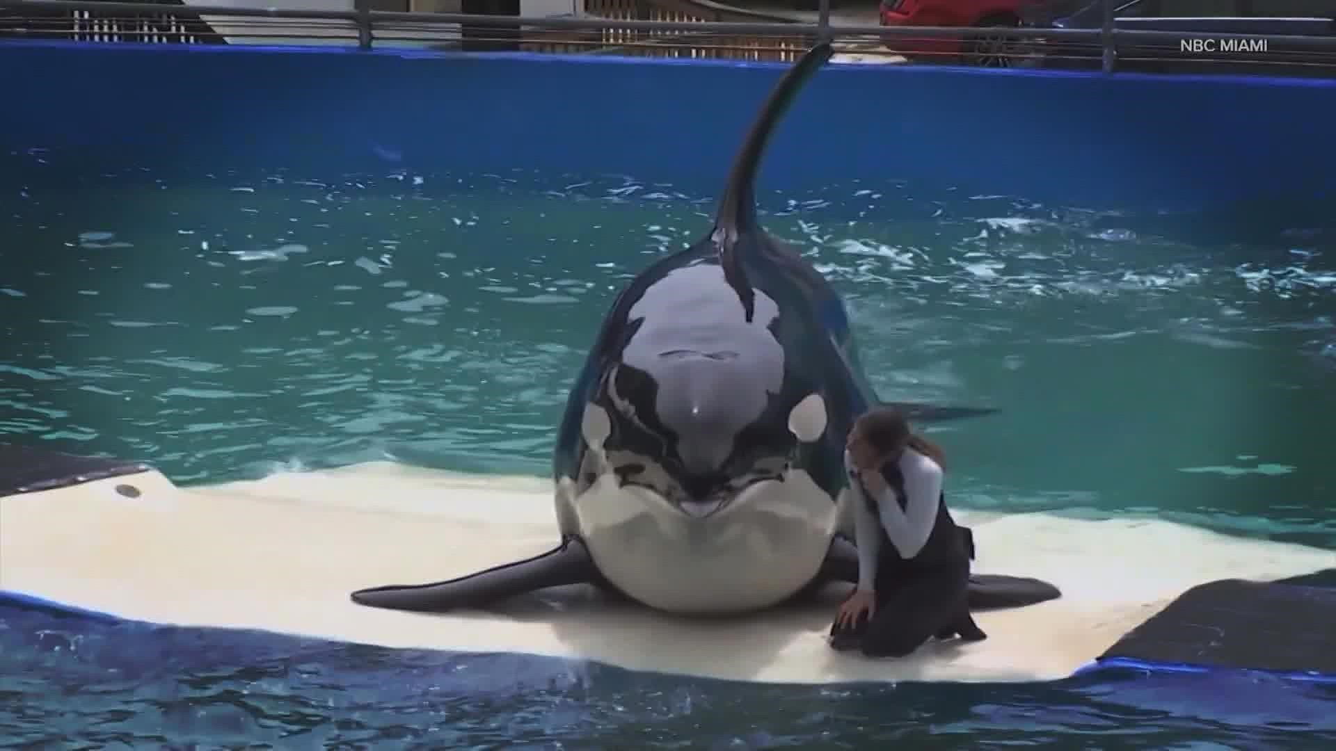 Tokitae, also known as Lolita, has lived in captivity at the Miami Seaquarium for the past 52 years.