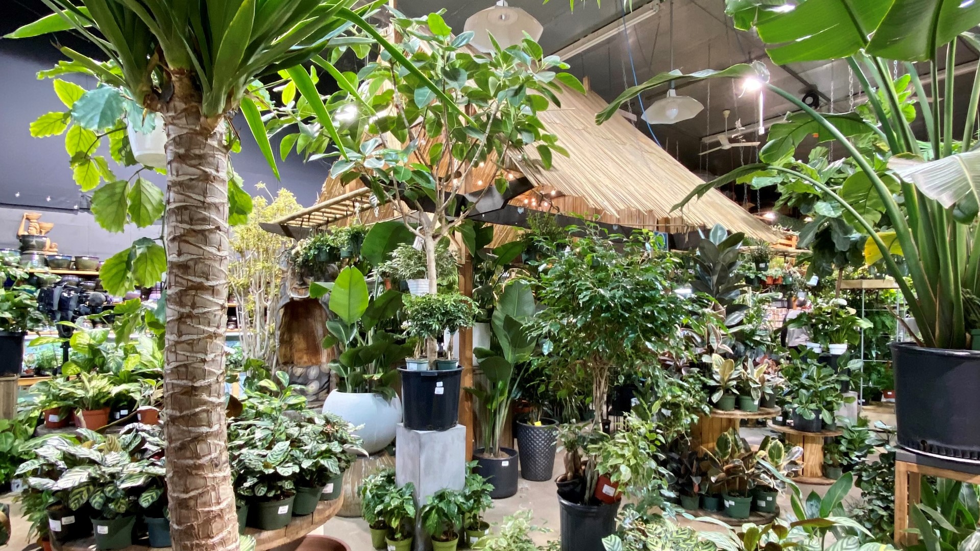 Located in the Fremont neighborhood, the indoor plant store first opened in 1970. #k5evening
