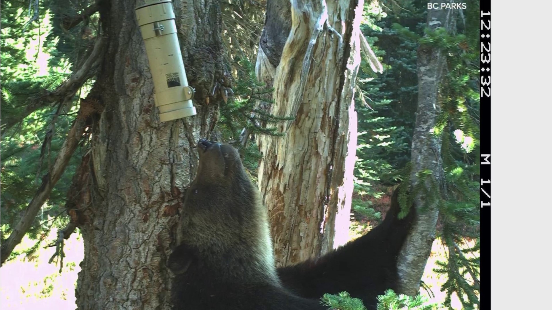 Woodland Park Zoo co-develops scent lure that helps capture photos of rare animals and helps researchers. #k5evening